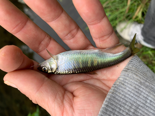 オイカワの釣果