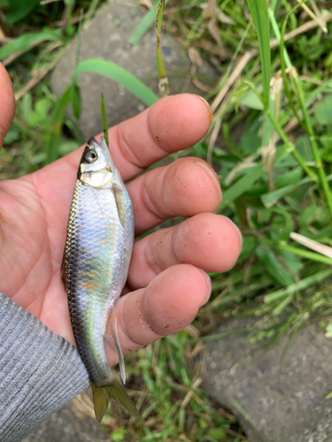 オイカワの釣果