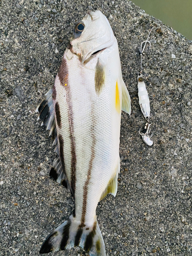 コトヒキの釣果