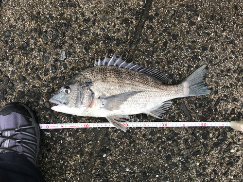 チヌの釣果