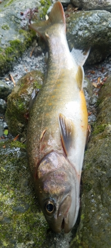 イワナの釣果