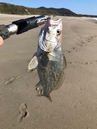 ニベの釣果