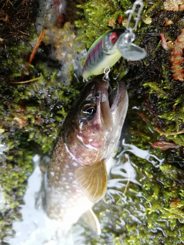 イワナの釣果