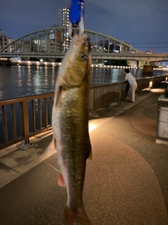 マルタウグイの釣果