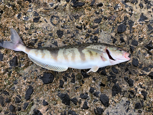 ホッケの釣果