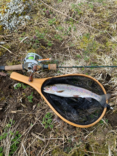 ニジマスの釣果