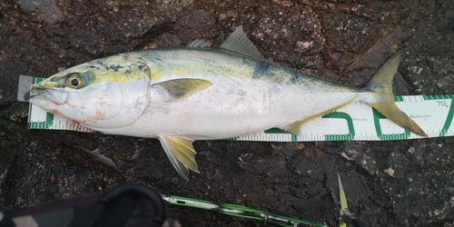 ブリの釣果