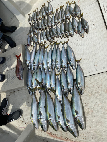 サバの釣果