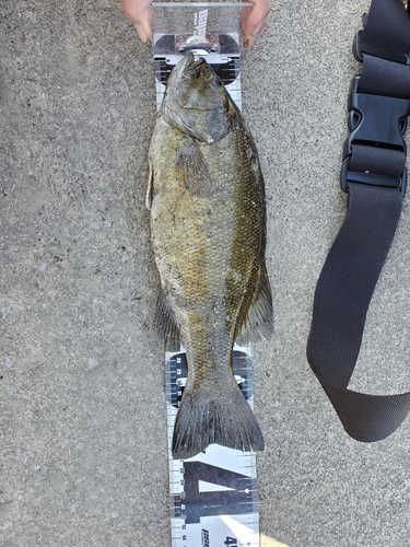 スモールマウスバスの釣果