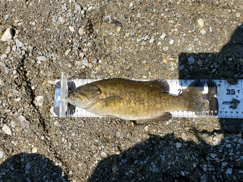 スモールマウスバスの釣果