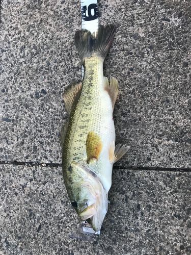 ブラックバスの釣果