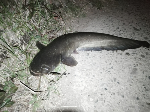 ナマズの釣果