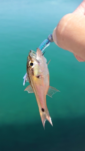 ネンブツダイの釣果