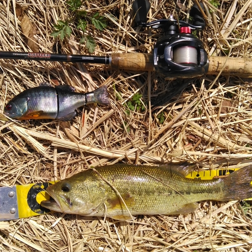 ラージマウスバスの釣果