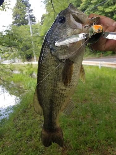 ラージマウスバスの釣果