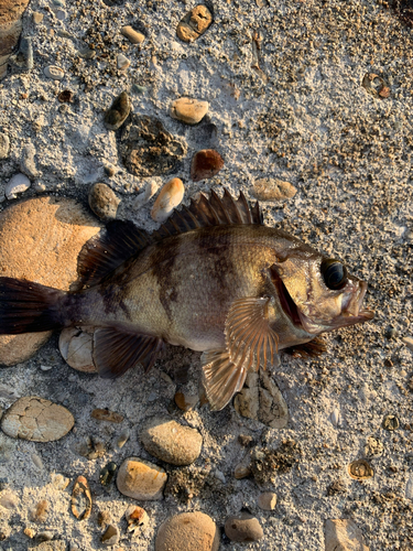 クロメバルの釣果