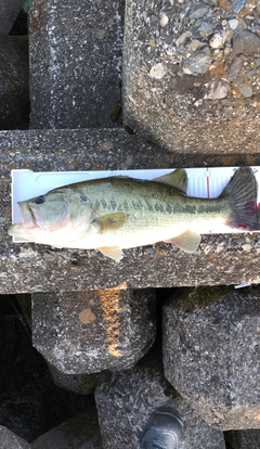 ブラックバスの釣果