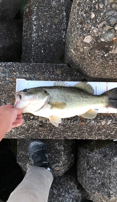 ブラックバスの釣果