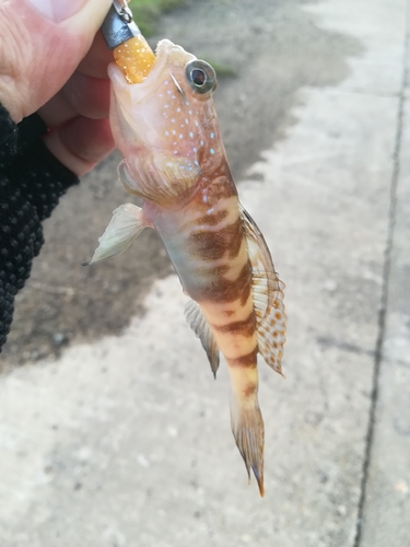 イトヒキハゼの釣果