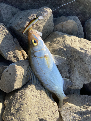 セイゴ（マルスズキ）の釣果