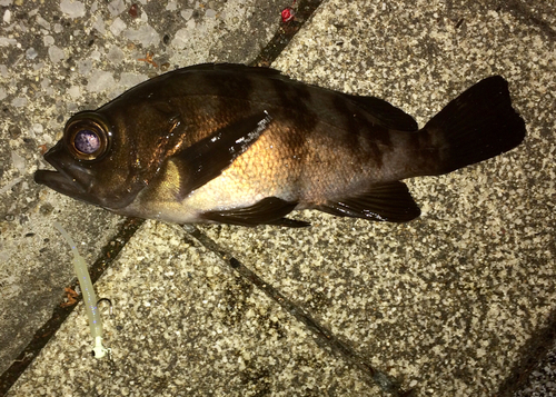 メバルの釣果