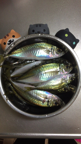 アジの釣果