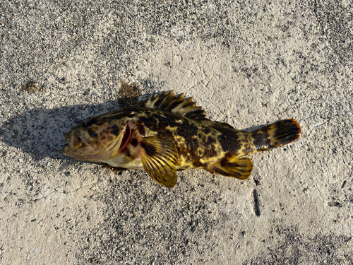 タケノコメバルの釣果