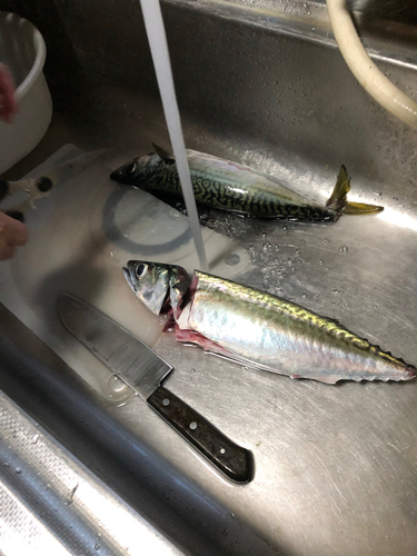 ゴマサバの釣果