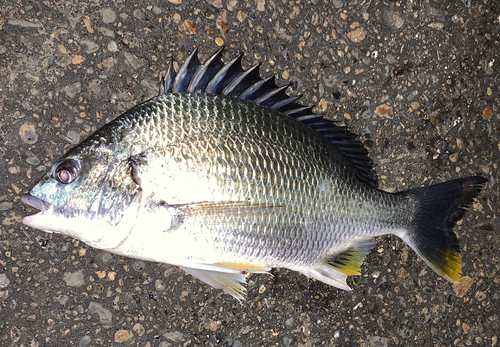 キビレの釣果