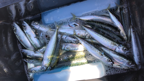 サバの釣果