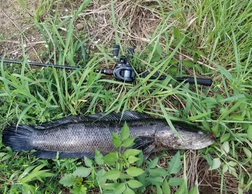 カムルチーの釣果