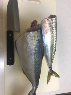 サバの釣果