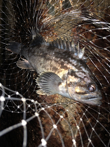 クロソイの釣果