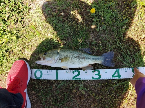 ブラックバスの釣果