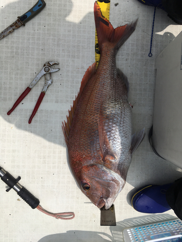 タイの釣果