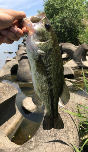 ブラックバスの釣果