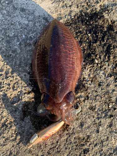 ハリイカの釣果