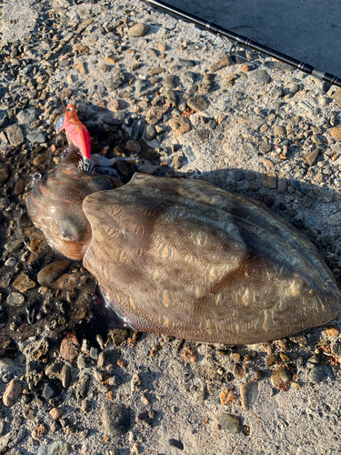 モンゴウイカの釣果