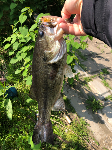 ラージマウスバスの釣果