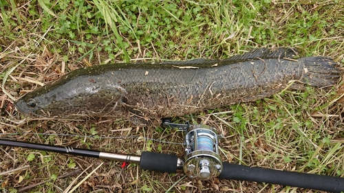 ライギョの釣果