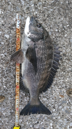 クロダイの釣果