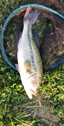 ラージマウスバスの釣果