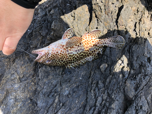 カンモンハタの釣果