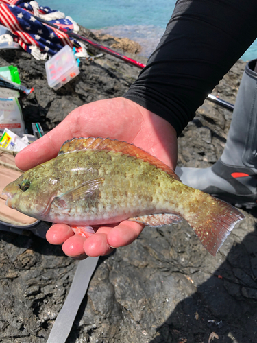 ブダイの釣果