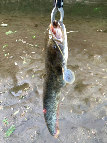 ナマズの釣果