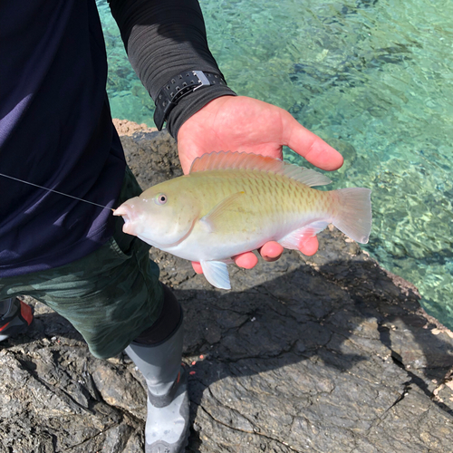 ブダイの釣果