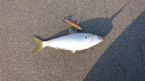 コノシロの釣果