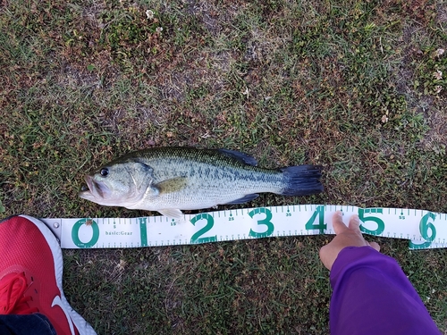 ブラックバスの釣果