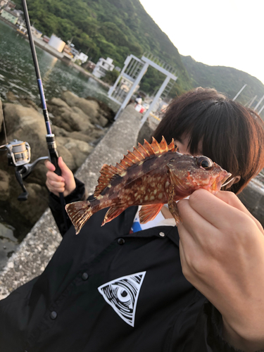 カサゴの釣果