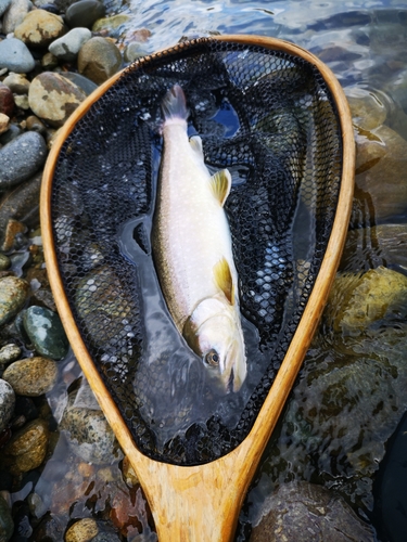 イワナの釣果